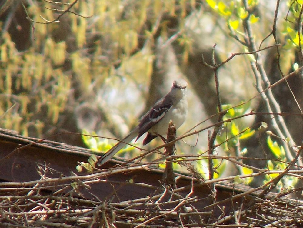 mockingbird in tree